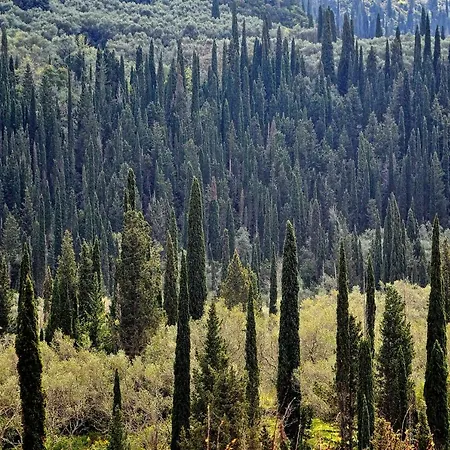 فيلة Zoi بيليكاس
